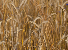 Rye straw as reinforcement for clay structures.