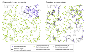 An illustrative figure comparing disease-induced immunity (left) and randomly distributed immunity (right) in the same network. Illustration: Jari Saramäki's research group, Aalto UIniversity.