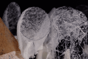 Animated echosense logo