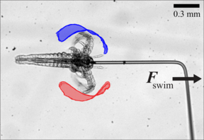 Microscopic view of a larva with red and blue outlines showing swimming motion. Scale bar indicates 0.3 mm.