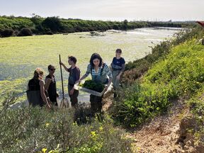 People in waders collect green aquatic plants by an overgrown riverbank on a sunny day