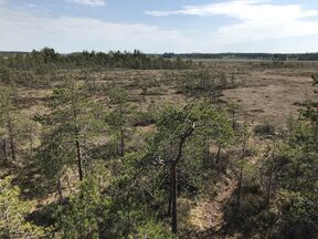 Sparse pine trees on an open marshland under a bright sky, forest line in the distance