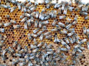 Color photo of bees on a beekeeping frame