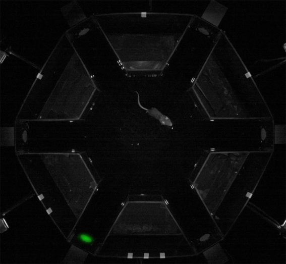 A mouse in a maze looking for a green light, which is in the bottom left hand corner