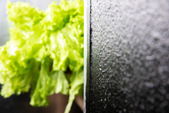 Kuvassa salaattia uudenlaisen kasvihuoneen seinäelementin vieressä. 
