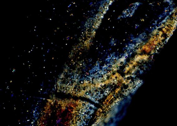 Zhoujun_Hemicellulose_Light1 microscopy copy.jpg