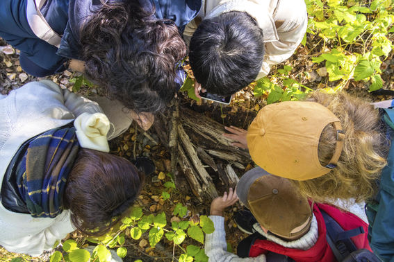 Five people looking down at a pile of wood, sun is shining in autumnal nature area.