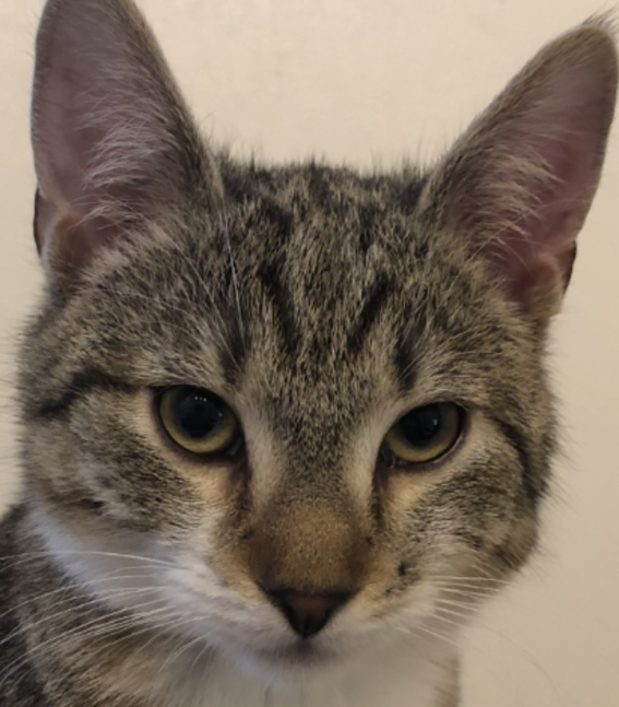 Moritz Scherleitnerin Pekka-kissa