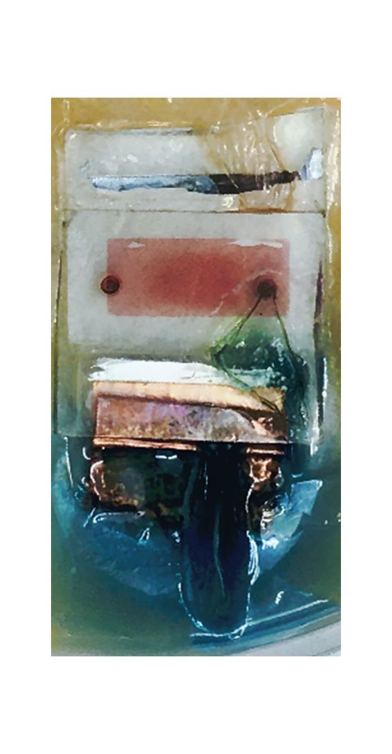 Väriaineherkistetty aurinkokenno mikrobikasvualustassa. Kuva: Bartaku, 2023.