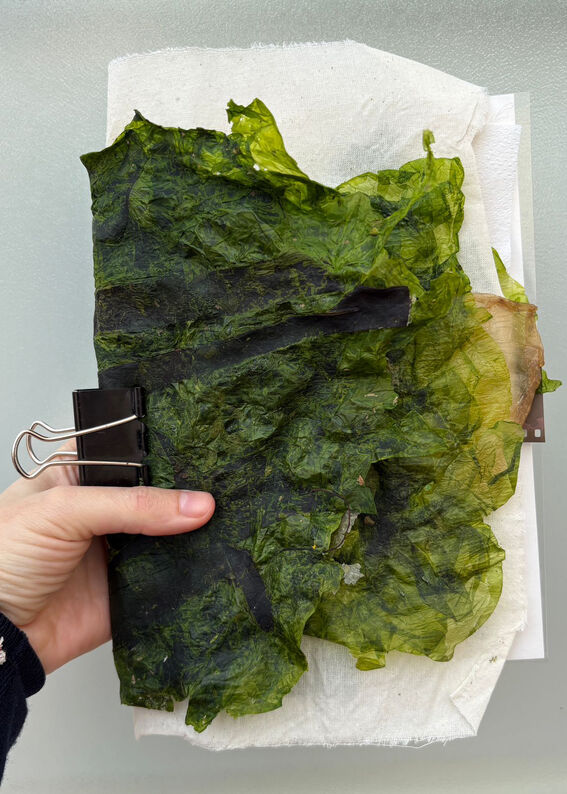 Hand holds a black‑clipped bundle of green seaweed sheets over layered white papers