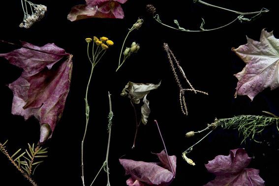 Dry purple leaves and small yellow flowers arranged on a black background