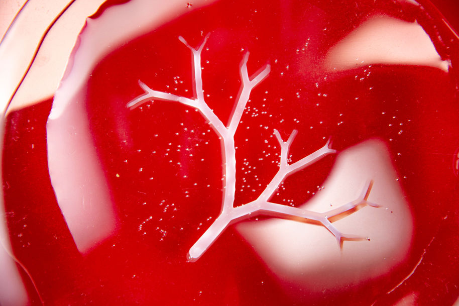 Bakteerien valmistama, verisuonia jäljittelevä rakenne. Kuva: Valeria Azovskaya