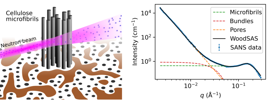 Illustration and line graph showing cellulose microfibrils, a neutron beam, and a line graph of microfibrils, bundles, pores, WoosSAS dand SANS dat