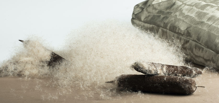 Colour photo shows cattail plant flowers, their seed fluff, and a pillow with green pattern