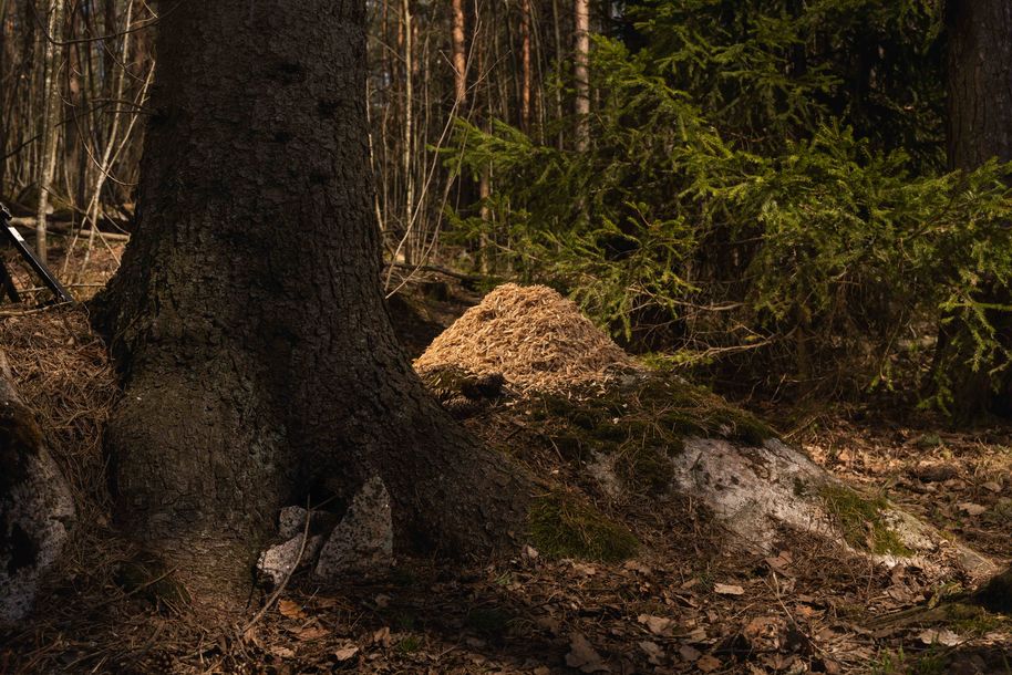 Kinnunen-Raudaskoski and Lehmonen are now bringing their PhD expertise to Fiberwood, a deep-tech company that processes side streams from the mechanical forest industry to produce wood-based insulation materials. Photo: Aalto University