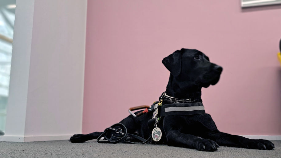 Opaskoira Niksi katsoo kuvassa oikealle.