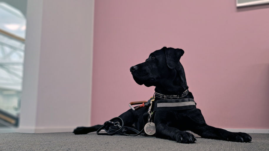 Opaskoira Niksi katsoo kuvassa vasemmalle.