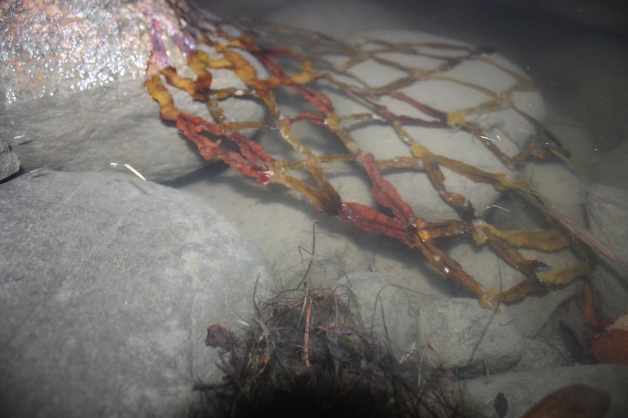 A net made of algae resting in the sea