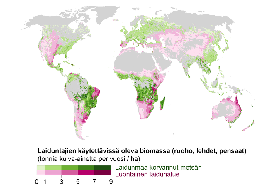 Maapallon kartta, jonka otsikkona: Laiduntajien käytettävissä oleva biomassa (ruoho, lehdet, pensaat).