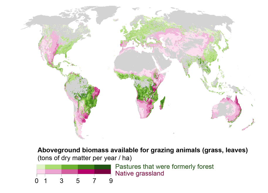 World map showing aboveground biomass available for grazing animals.