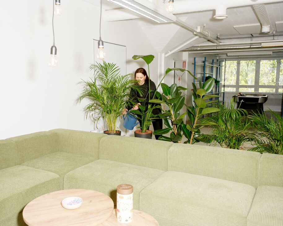 Henkilö kastelee suuria ruukkukasveja vihreän sohvan takana valoisassa huoneessa.