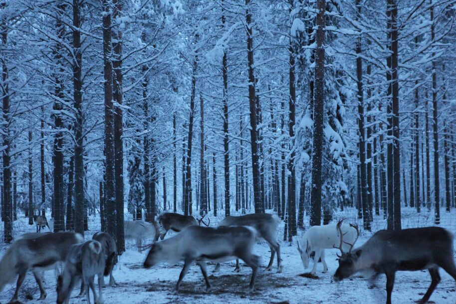 Reindeer in a snowy forest. The trees are covered in snow, and the ground is white. Some reindeer have antlers.