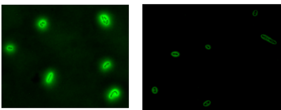 Recombinant protein display on Komagataeibacter cell surface