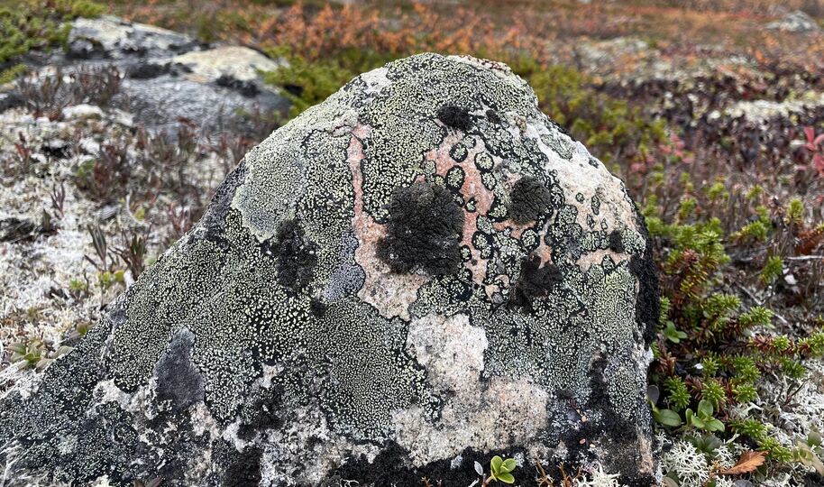 A rock covered in various lichens in a tundra landscape with sparse vegetation.