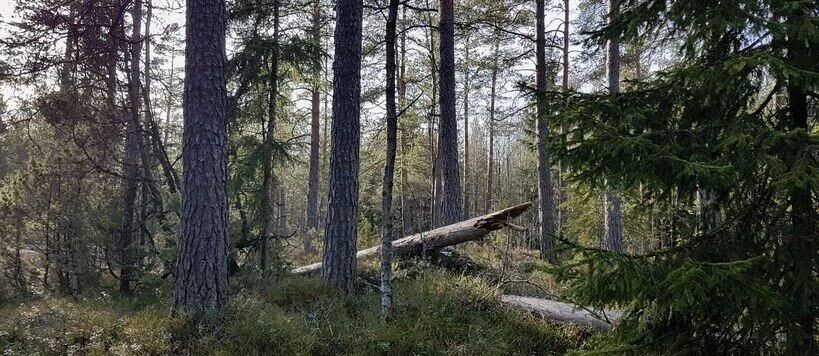 A forest scene with tall pine trees and fallen logs on the ground. Green foliage is visible throughout the area.
