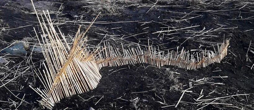 A curved structure made of wooden sticks on dark soil, resembling a wave or fence.