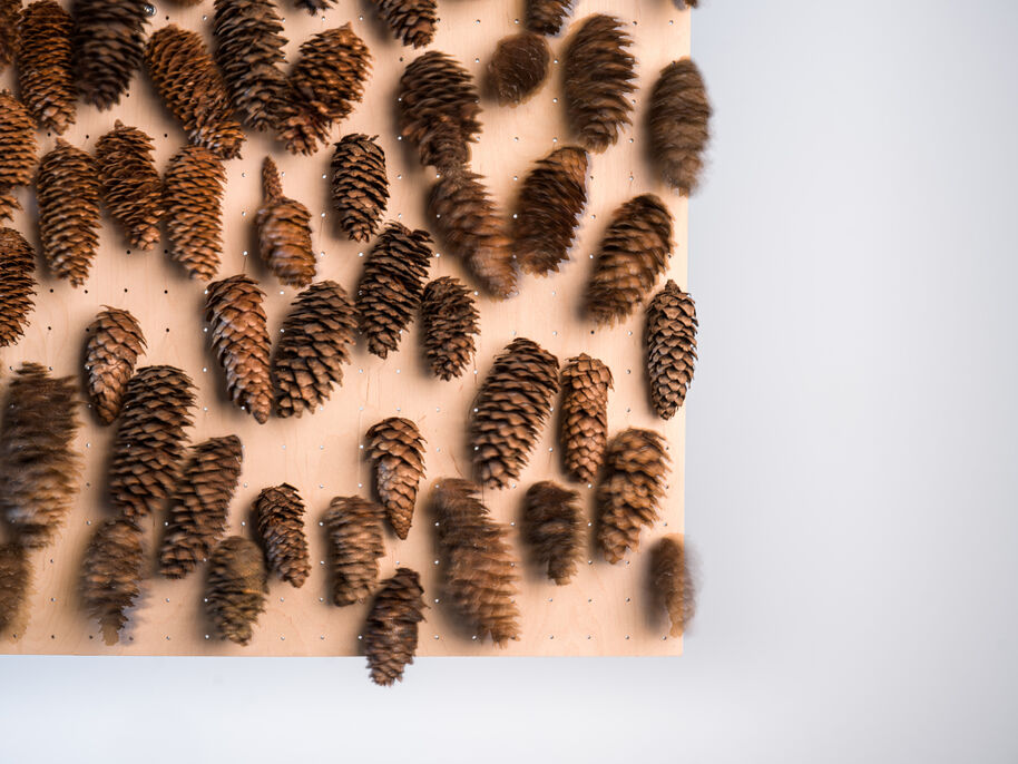 Dozens of brown pine cones pinned in rows on a pale wooden board against a light grey background
