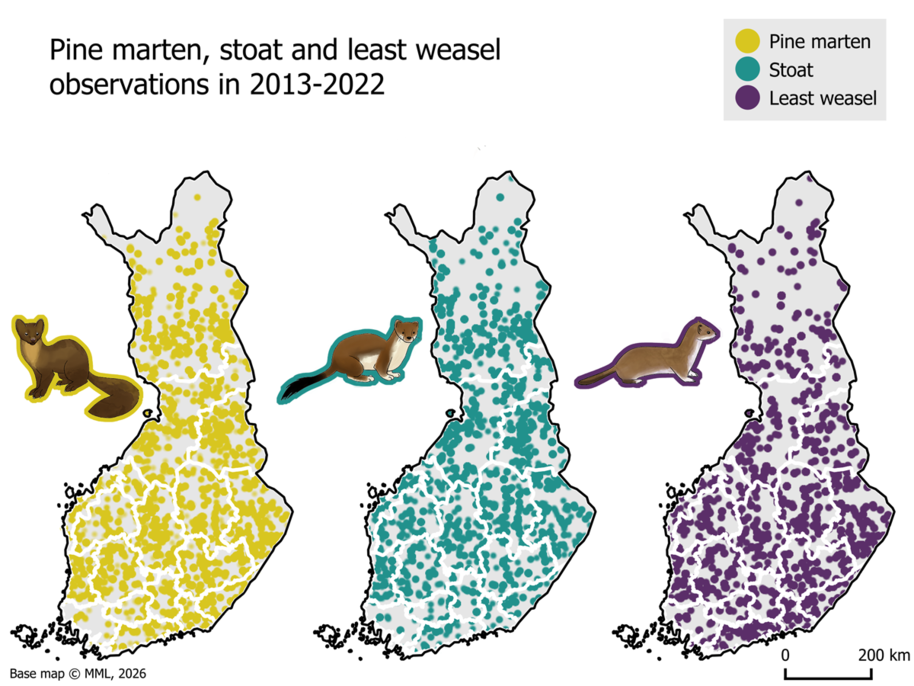 Three Finland maps with yellow, teal and purple dots showing pine marten, stoat and least weasel sightings