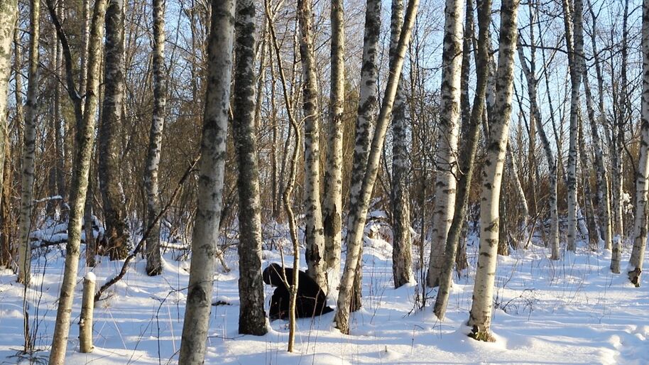 Snowy birch forest in winter sun, with a person in dark clothes kneeling among the slender trunks