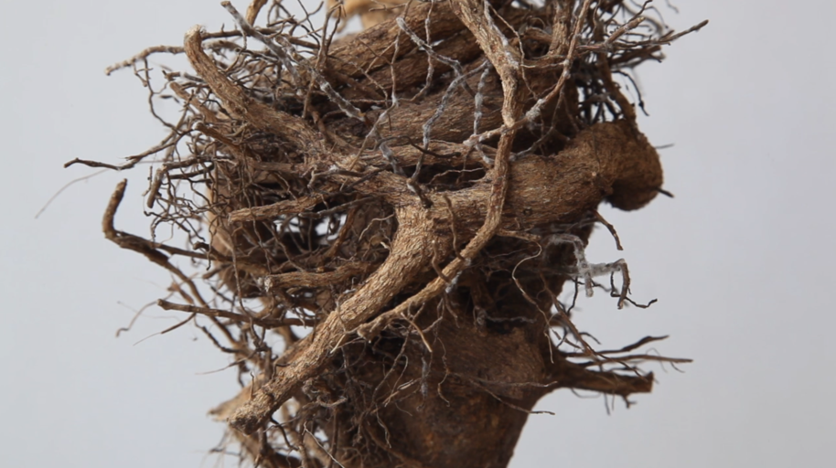Close-up of tangled brown plant roots with thin twigs against a plain light background