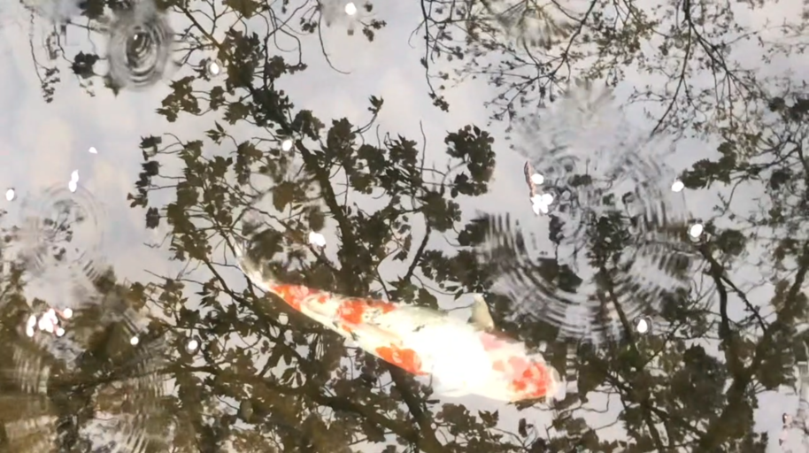 Orange and white koi fish in a pond, tree branches and raindrop ripples reflected on the water