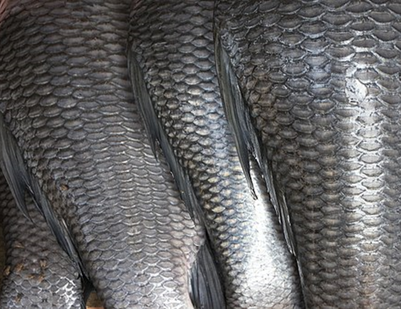 Fish scales