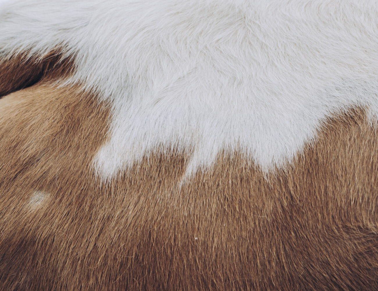 Cow hair