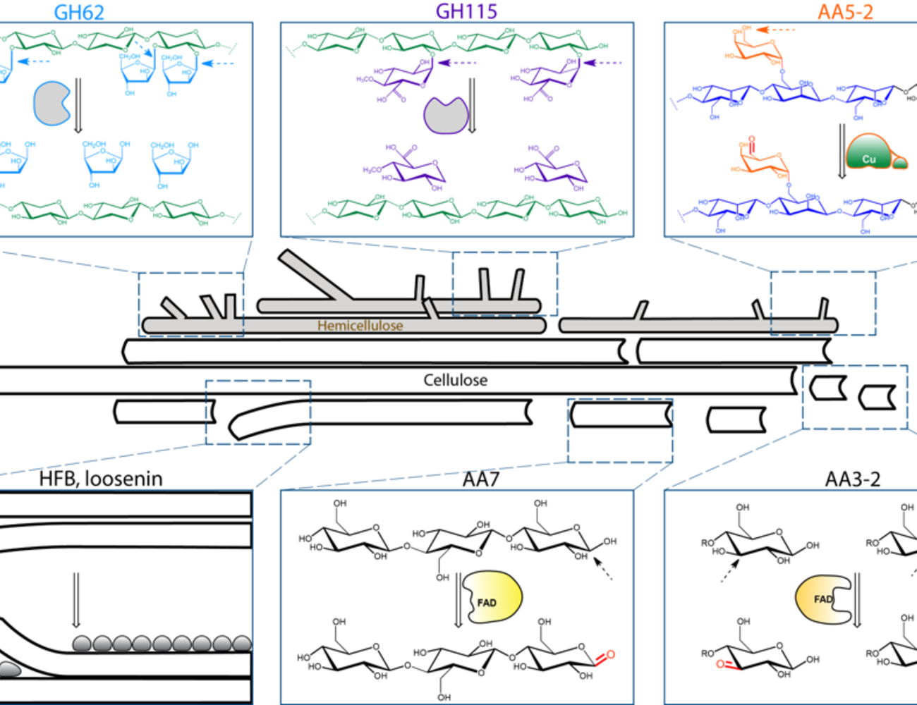 CHEM/BIO/Protein technology group_enzyme research overview