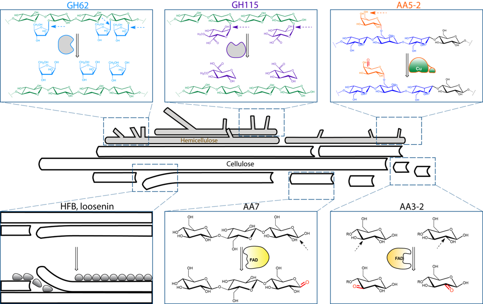 CHEM/BIO/Protein technology group_enzyme research overview