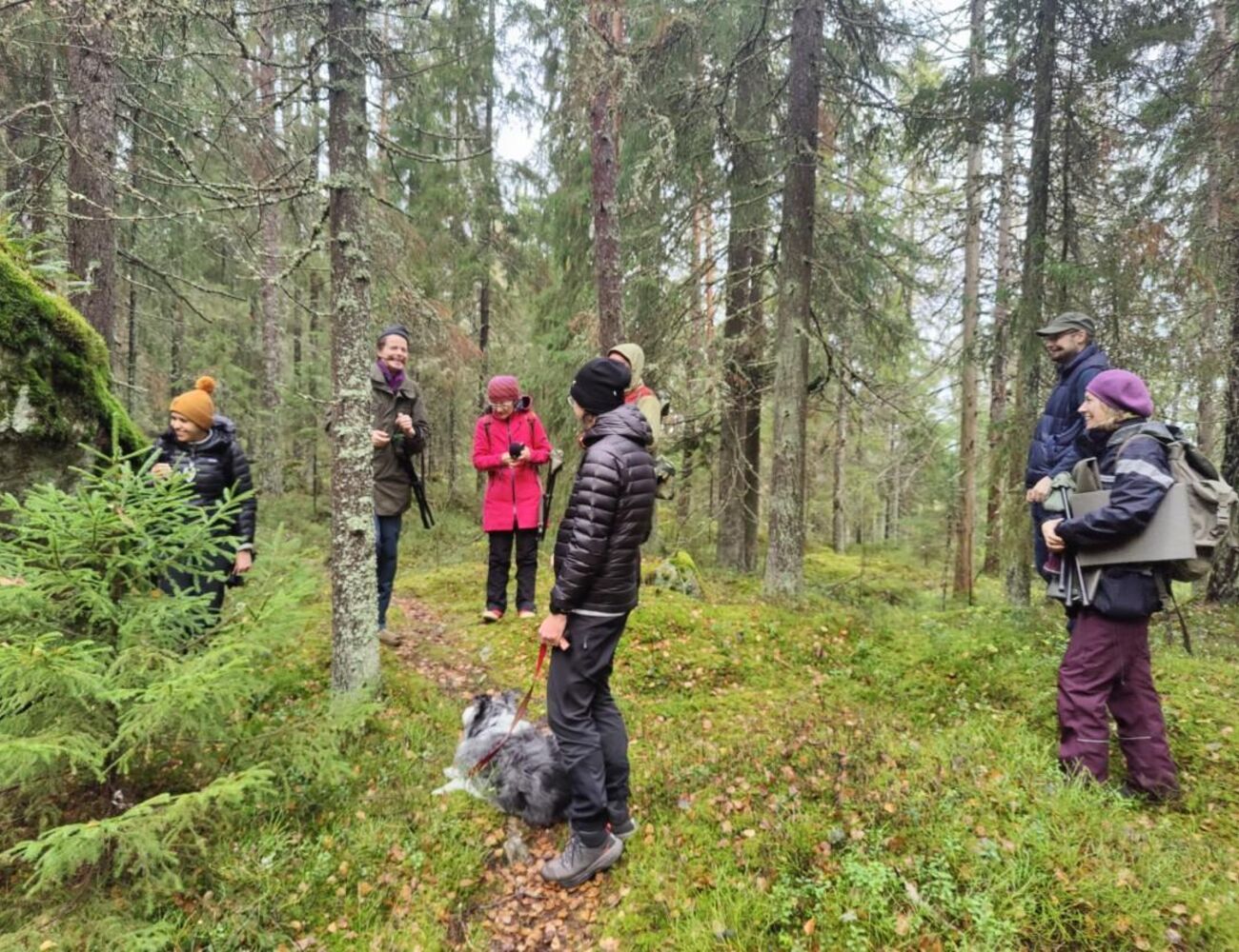 Live Open Forest walk through the Sipoonkorpi National Park, Finland (image credit: Markéta Dolejšová).