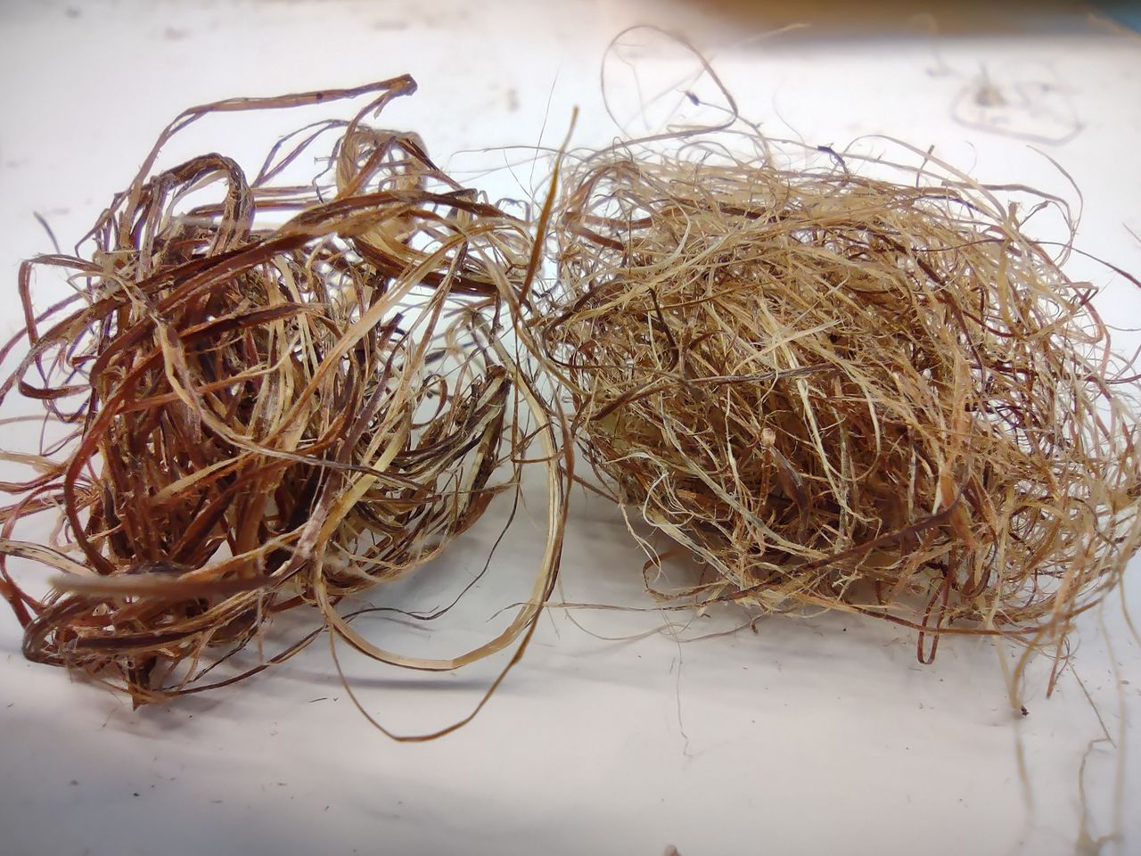 Lupine project, CHEMARTS 2022, lupine yarns. Photo by Aalto University, Maija Vaara