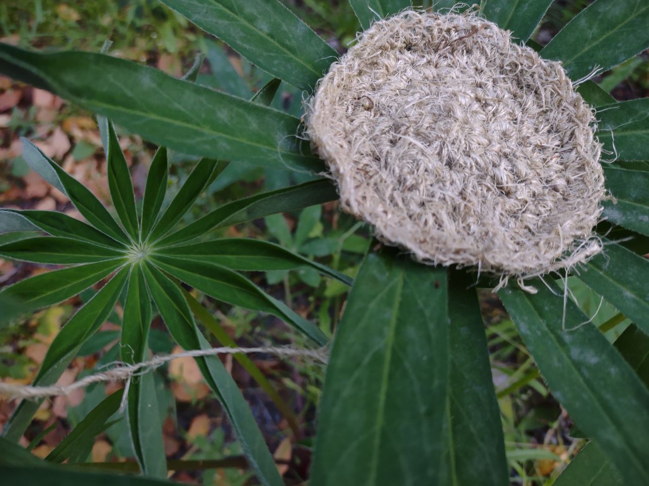 Lupine project, CHEMARTS 2022, knitted sample. Photo by Aalto University, Maija Vaara