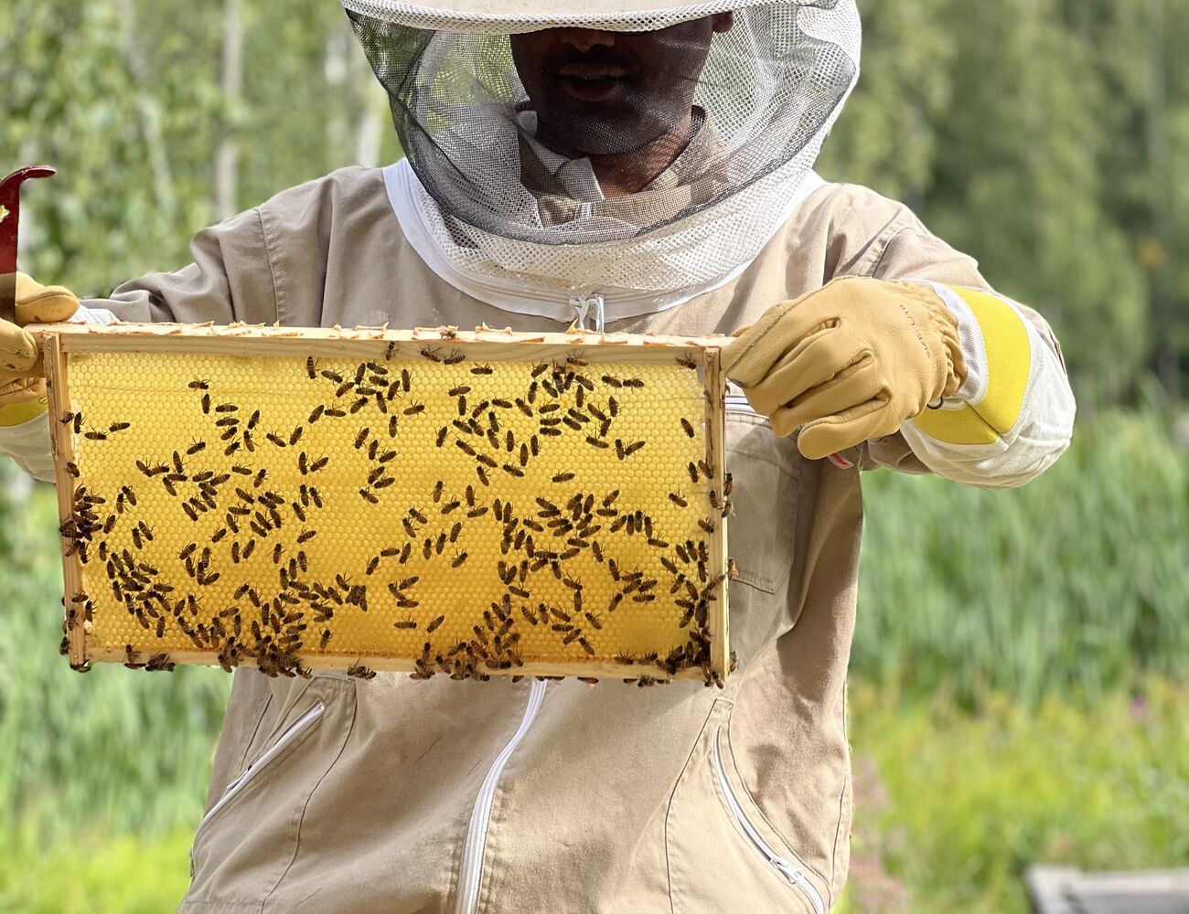 Beekeeping on Campus