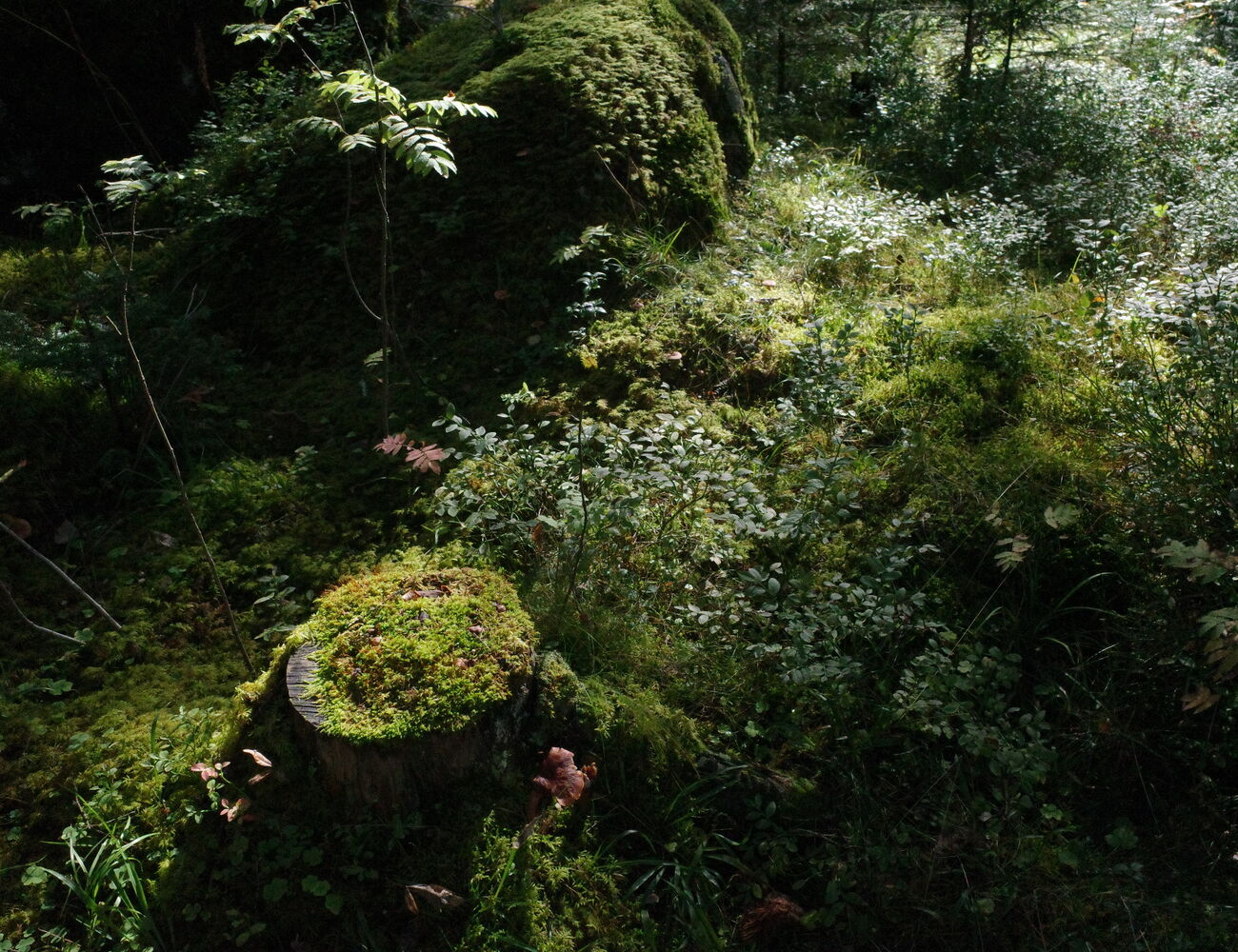 Sunlit undergrowth
