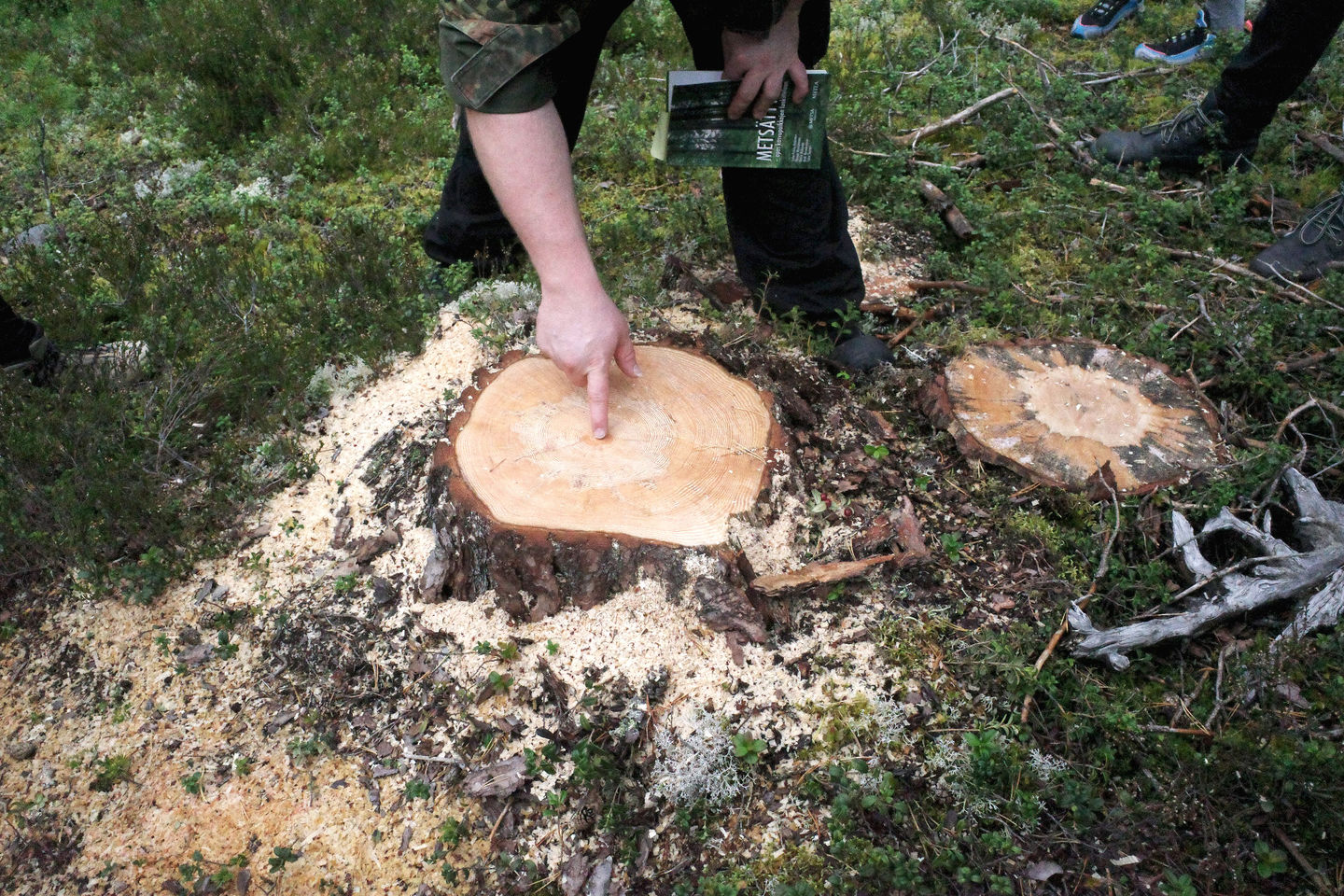 Our guide explains year rings