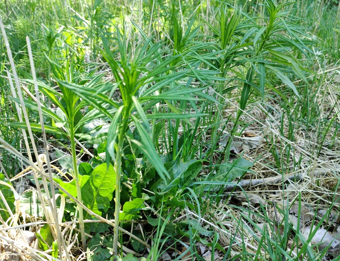 Fireweed / Resobay willoherb (Maitohorsma)
