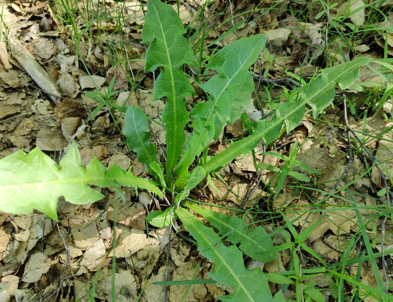 Dandelion (Voikukka),aalto