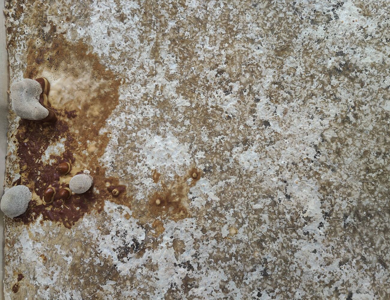 Sienikasvustoa lähikuvassa.