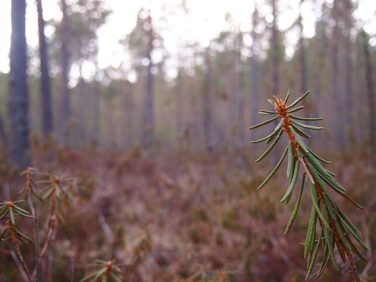 Lähikuva mäntyoksasta metsätaustalla. Tarkennus on etualan oksassa.