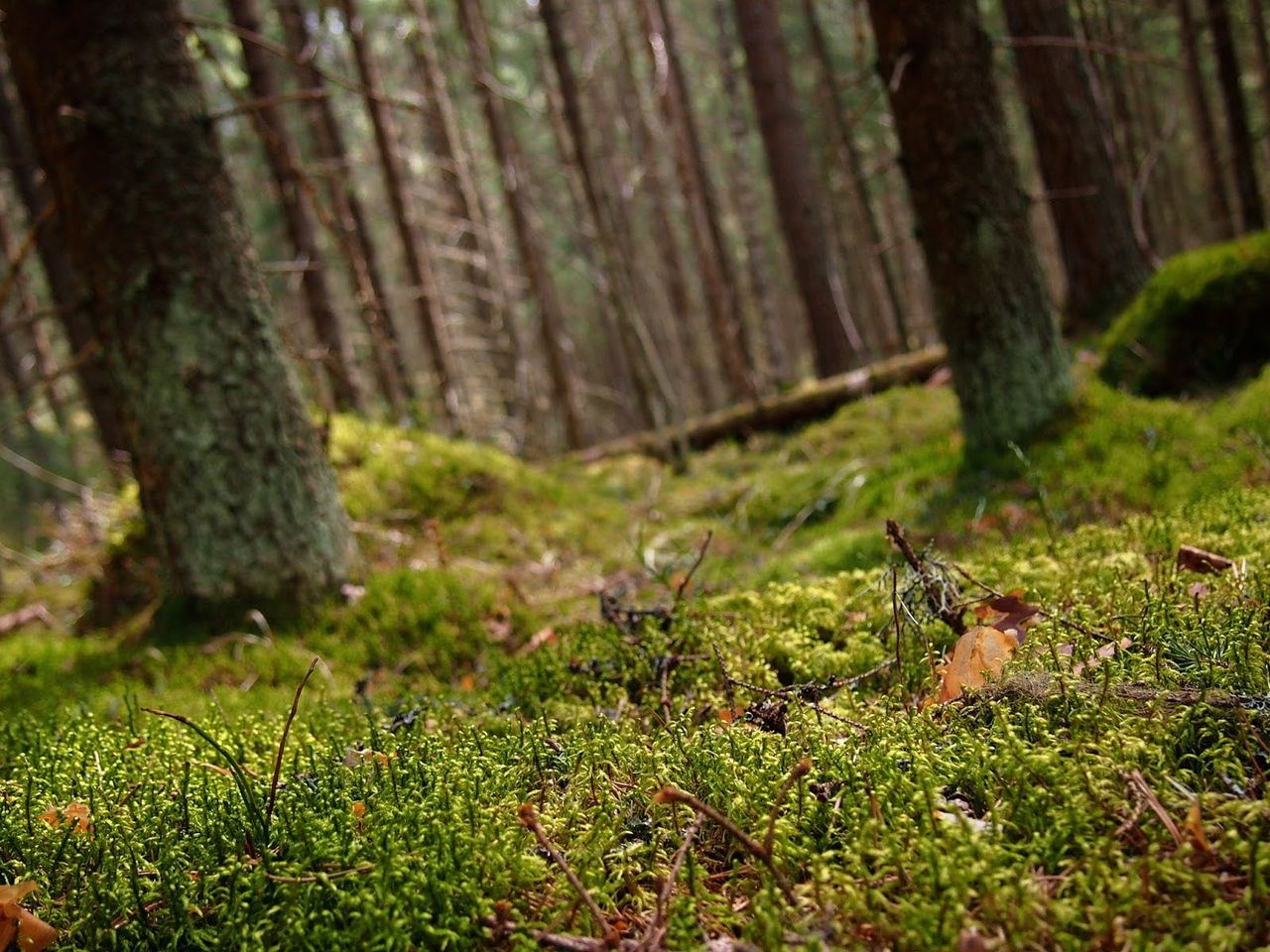 Metsänpohja, joka on peitetty vihreällä sammalella ja pudonneilla lehdillä, ympärillä korkeita puita.